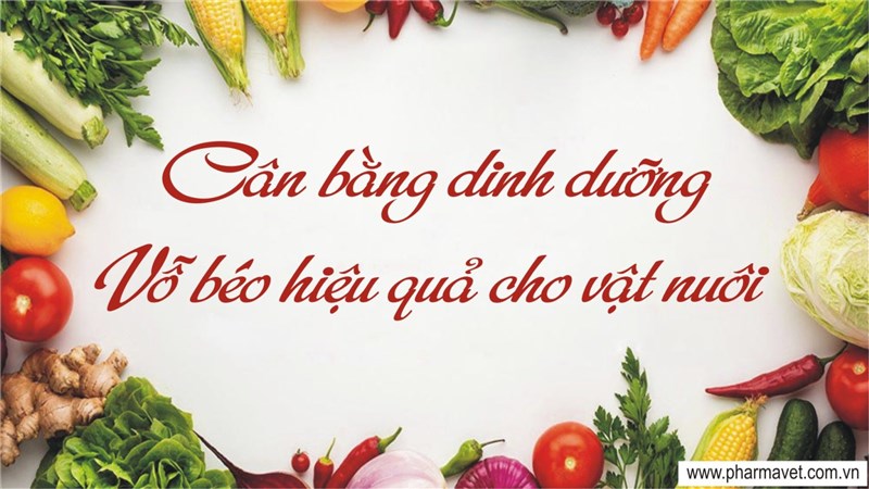 Cân bằng dinh dưỡng – Vỗ béo hiệu quả cho vật nuôi